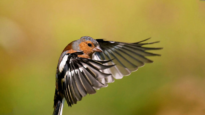 Male chaffinch in flight