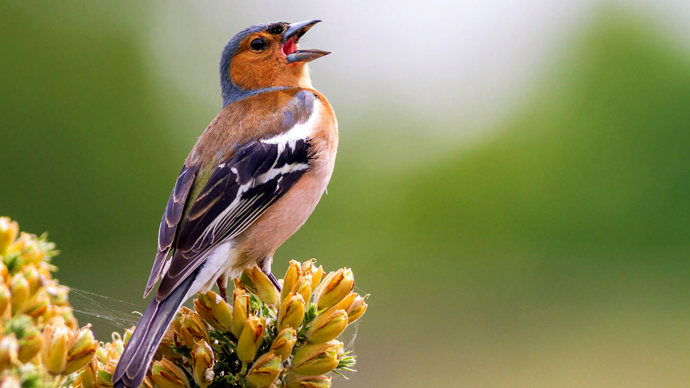 Male chaffinch singing in gorse
