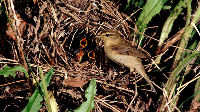 Chiffchaff at nest with chicks