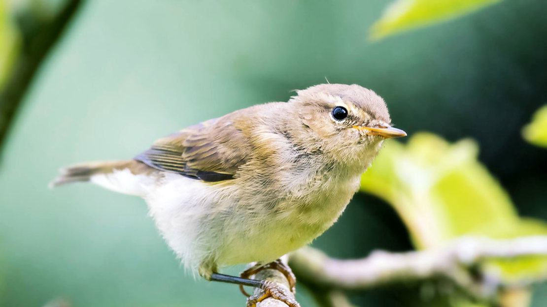Chiffchaff close-up on a branch