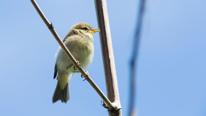 Chiffchaff fledgling perched on twig