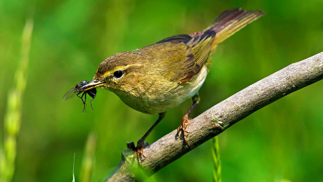 Chiffchaff with a fly in its beak on twig near grass