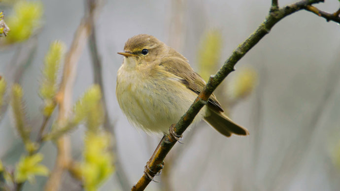 Chiffchaff on branch puffed up
