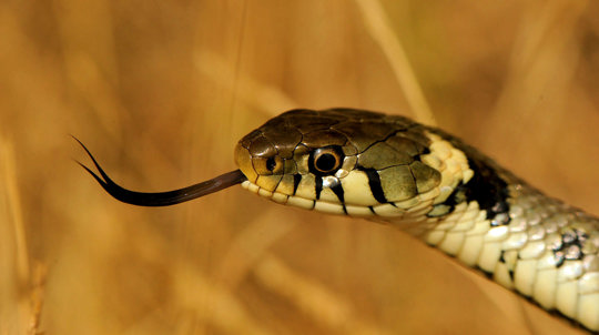 Grass snake close up head shot