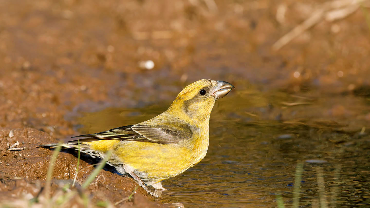 British Finches: Identification Guide And Songs - Woodland Trust