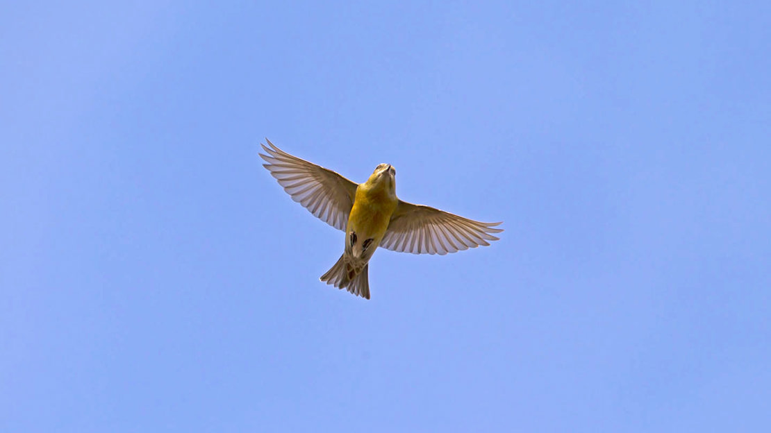 Young male common crossbill in flight