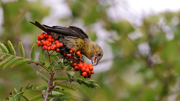 Juvenile common crossbill eating rowan berries