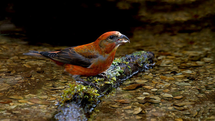 Common crossbill male drinking at stream