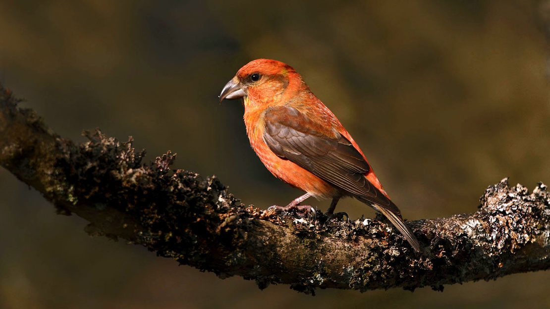 Common crossbill male on branch