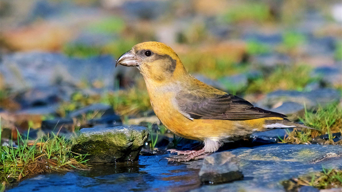 Common crossbill