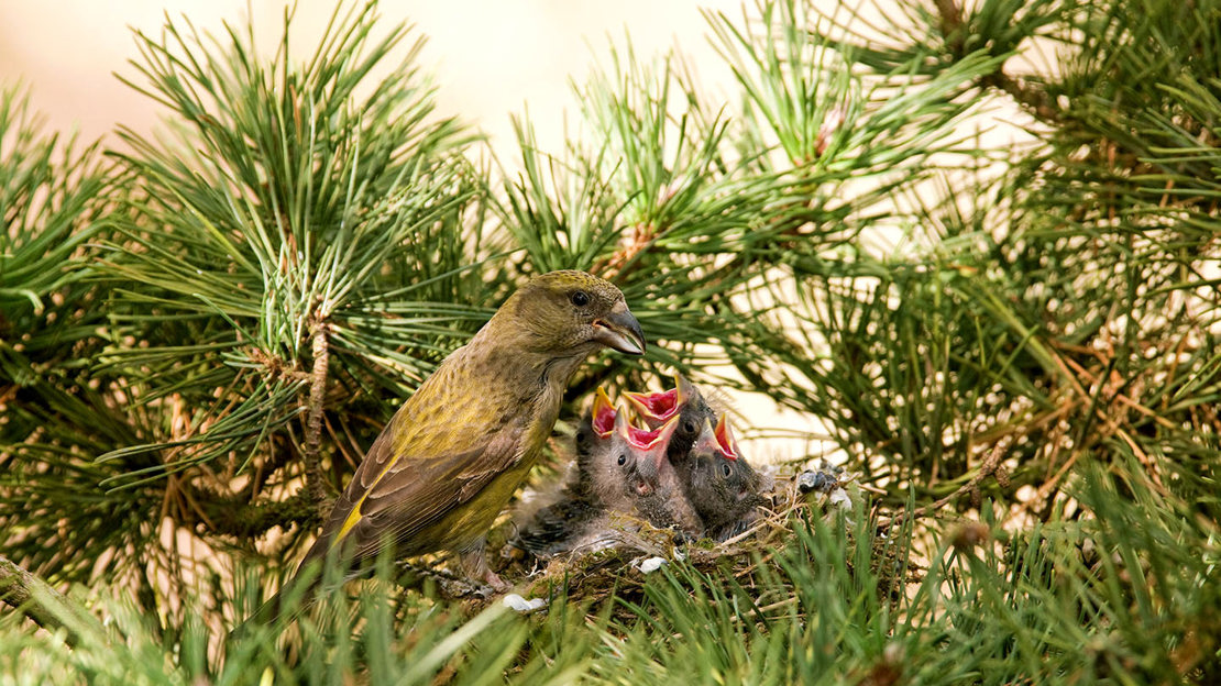 Common crossbill female feeding young in nest