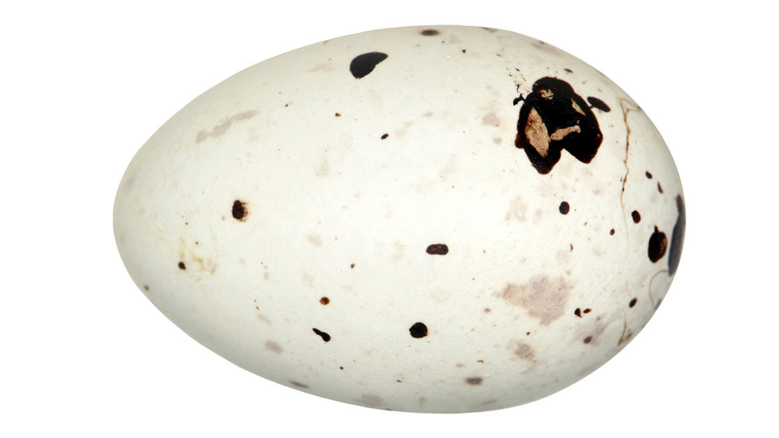 Common crossbill egg on white background