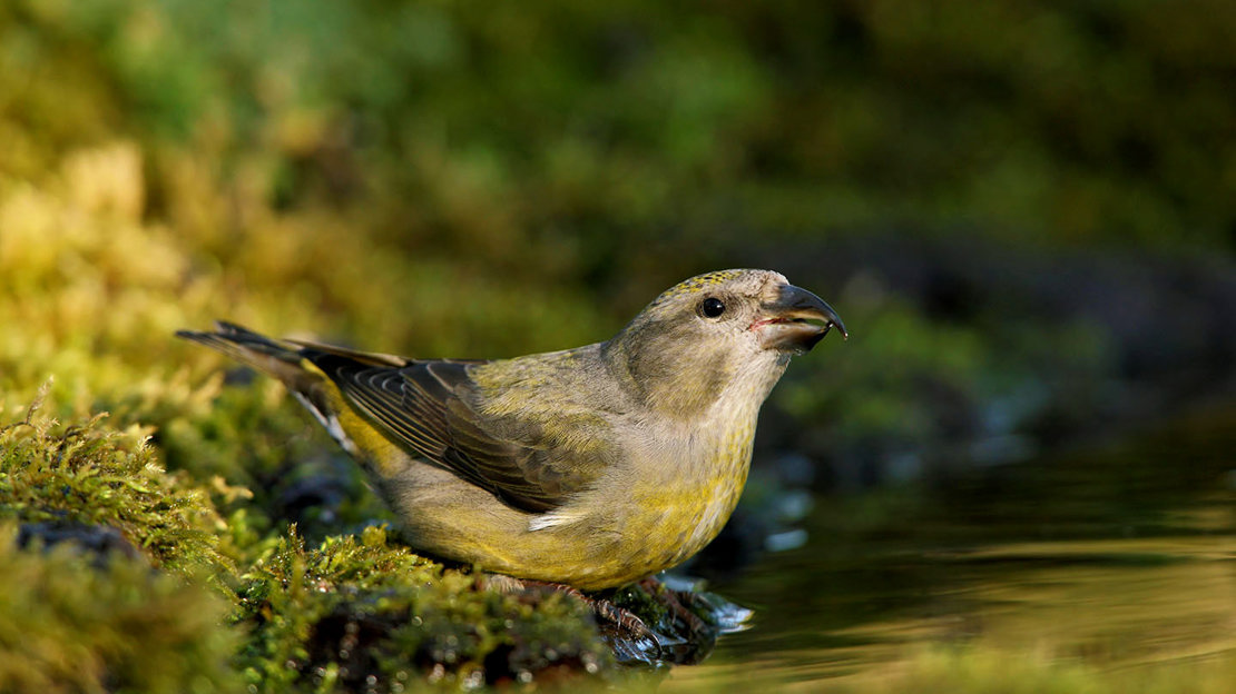 Female common crossbill drinking from woodland pool