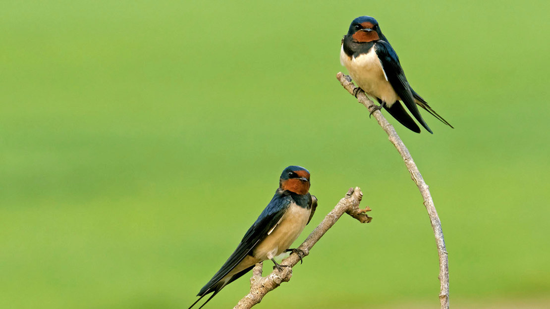 Swallow pair perched on branch