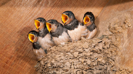 Five 14-day old swallow chicks in nest