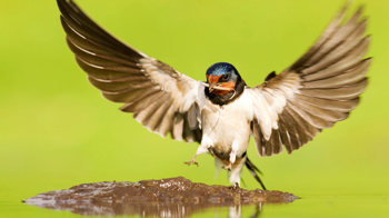 Swallow at pool collecting mud for nest building with wings outstretched Swallow at pool collecting mud for nest building with wings outstretched