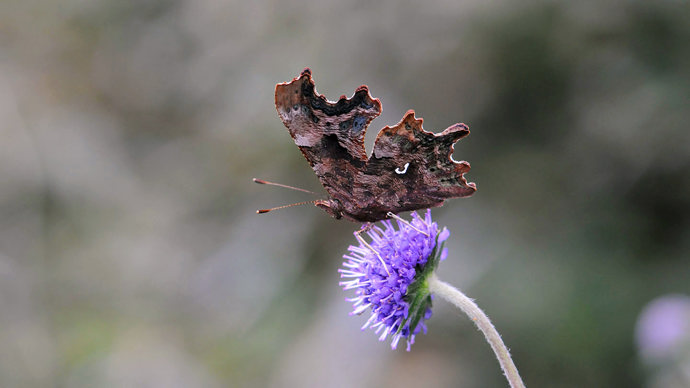 Comma butterfly on flower