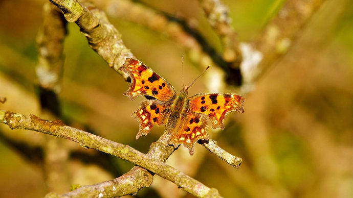 Comma butterfly on branch