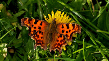 Comma butterfly in grass