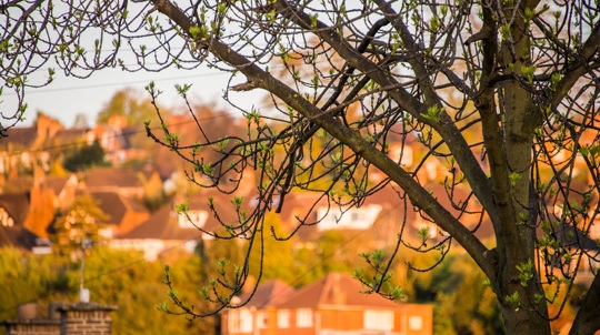 Focus on a tree in foreground with more trees among houses visible behind it