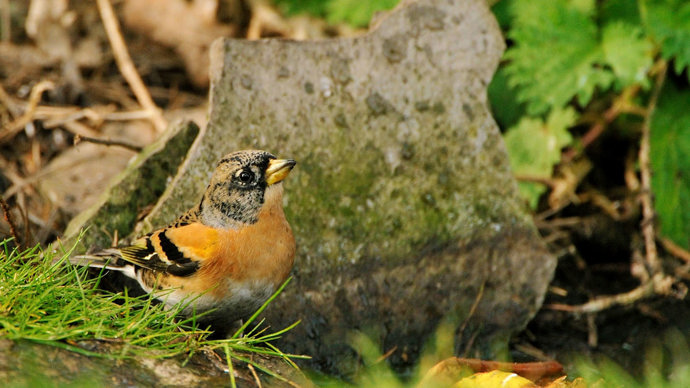 Brambling near mossy rock