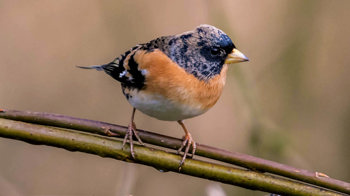 Brambling on twig Brambling on twig