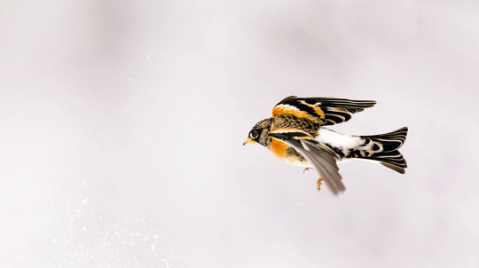 Brambling in flight in winter with snowy background