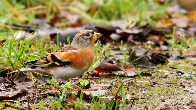 Brambling on ground with leaves and grass