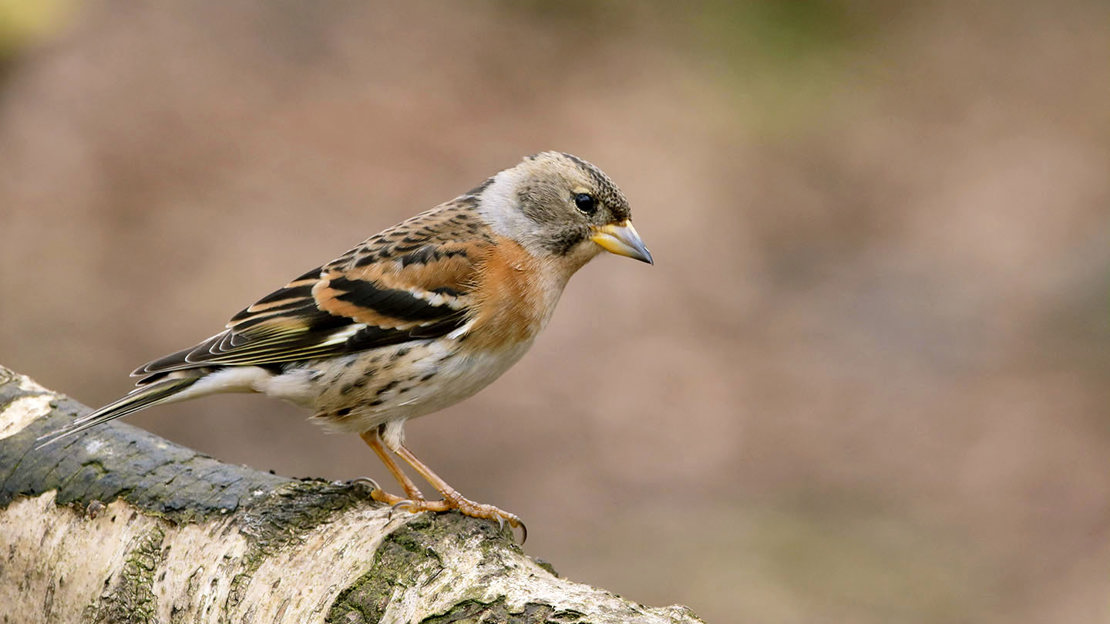 Single female brambling on branch