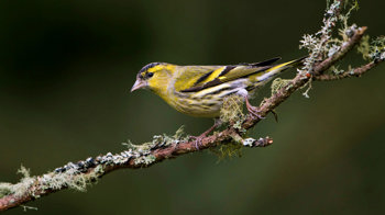 Siskin on lichen-covered branch Siskin on lichen-covered branch