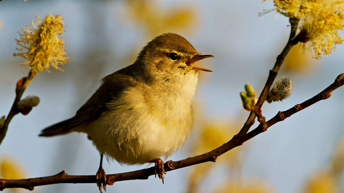 Willow warbler on branch singing