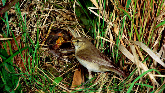 Willow warbler adult and chicks in nest