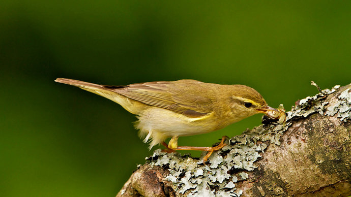 Willow warbler on branch eating snail