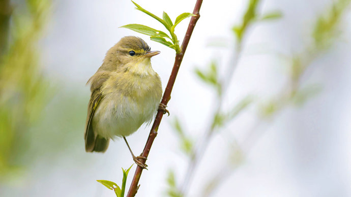 Juvenile willow warbler on branch