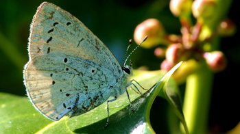 Holly blue butterfly on leaf Holly blue butterfly on leaf