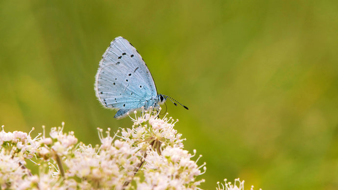 Female holly blue butterfly feeding on hogweed