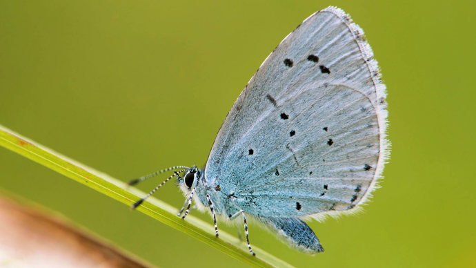 Close up of female holly blue butterfly