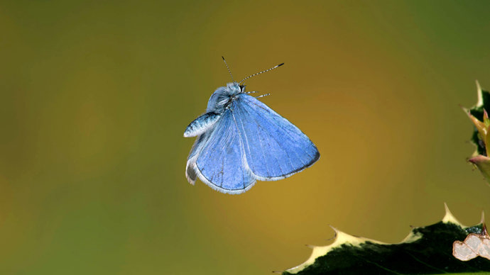 Holly blue butterfly in flight