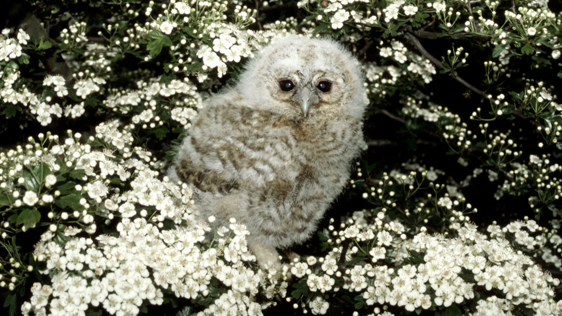 Tawny owl juvenile in hawthorn blossoms