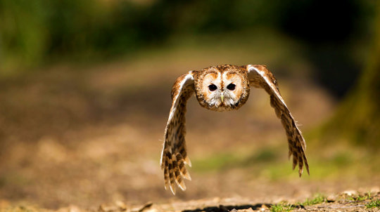Tawny owl male in flight