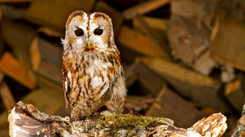 Tawny owl perched facing camera