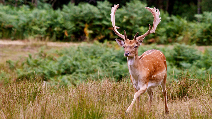 Fallow deer stag walking through grassland