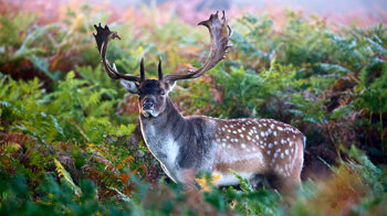 Majestic fallow deer stag in dense woodland