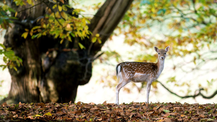Female fallow deer in woodland