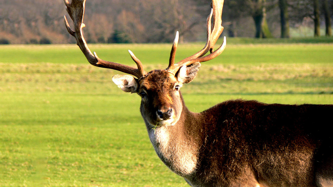 Fallow deer stag looking directly at camera