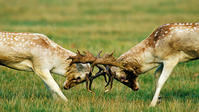 Fallow deer stags fighting during the rutting season