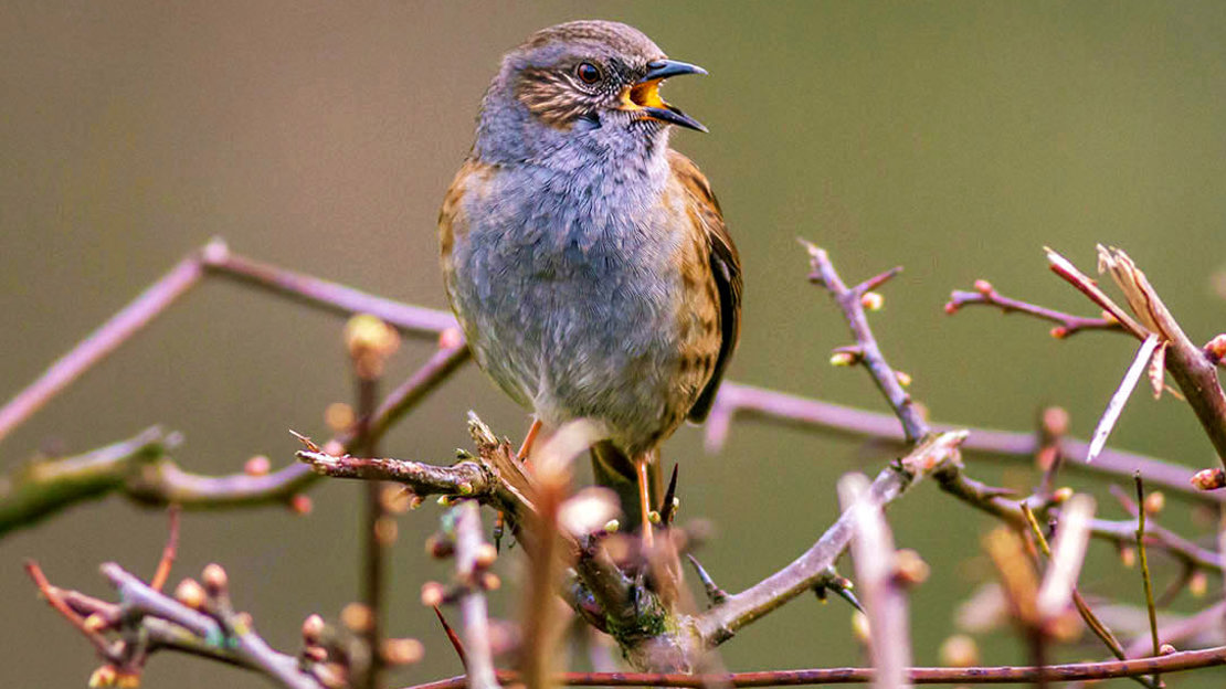 Dunnock in hedge