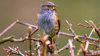 Dunnock in hedge