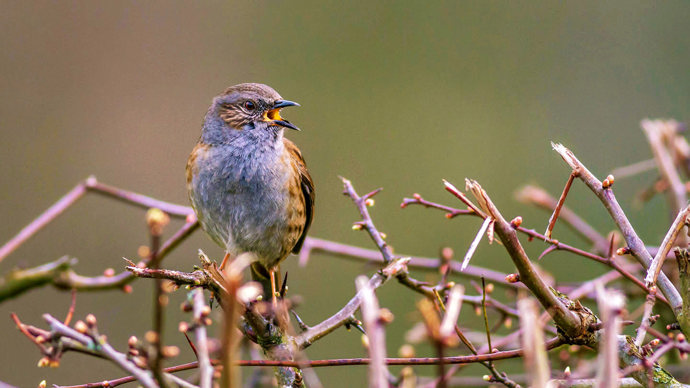 Dunnock in hedge