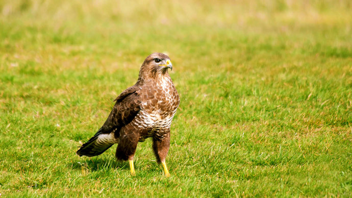 Buzzard on ground